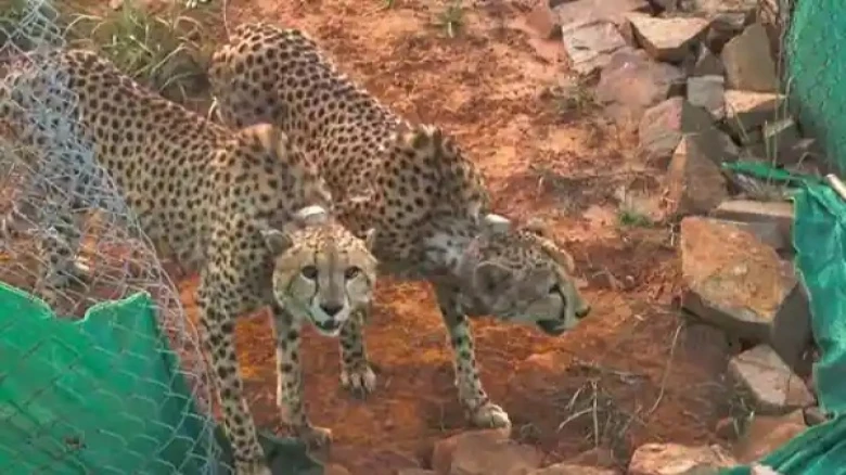 Second batch of 12 cheetahs arrived India from South Africa, now to be quarantined in Kuno National Park