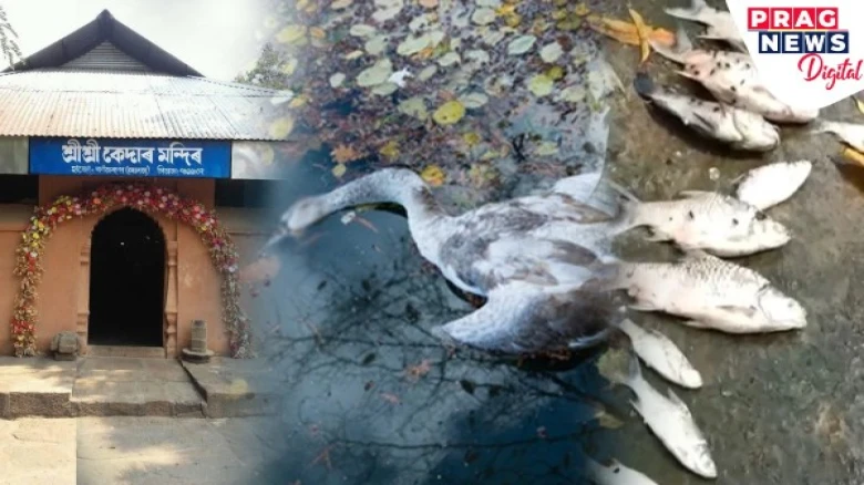 Assam: Fish and swans die at Hajo Temple in Assam; temple authorities raise concern