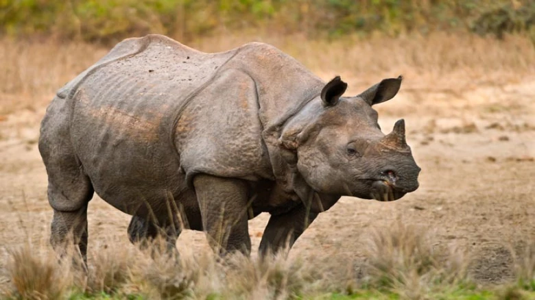 Assam: Rhino found dead in Manas National Park