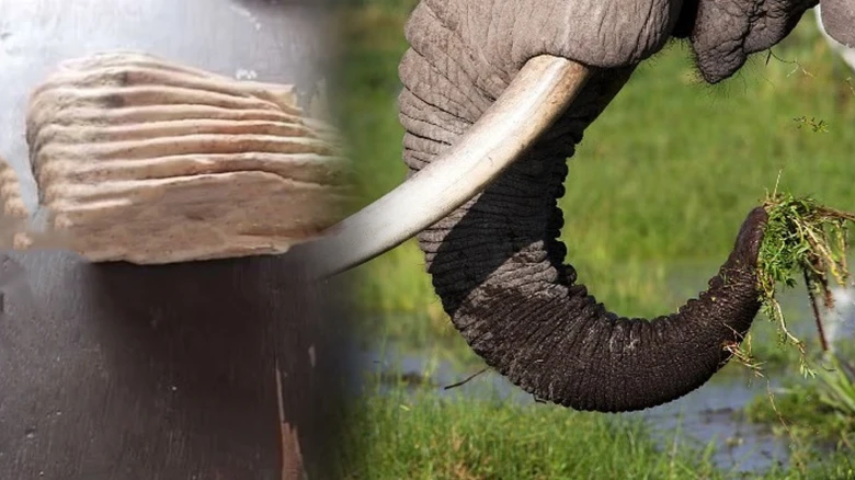 Elephant tooth seized at Kamakhya Railway Station in Maligaon