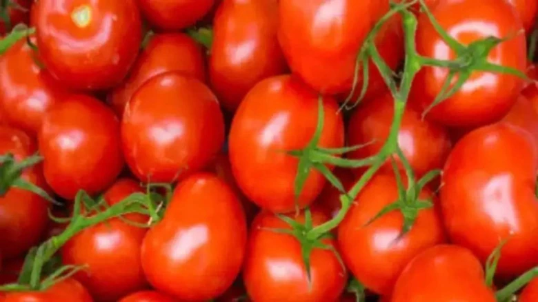 From Rs 200/kg to Rs 2/kg: Tomato prices fall amid bumper crop, farmers in dire straits