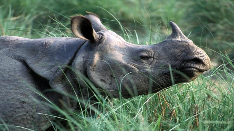 The Supreme Court stays the Assam government’s move to de-notify the Pobitora Wildlife Sanctuary