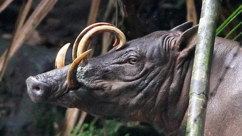 Nearly Fifty Endangered Indonesian Origin Animals And Birds Rescued In Hailakandi