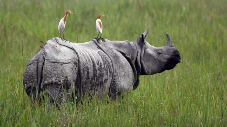 Poacher Nabbed, Rhino Horn Seized in Assam's Tamulpur