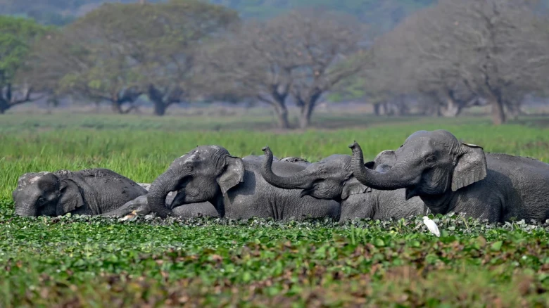 Organisations demand ban on jumbo transit of Elephant from Assam and Arunachal