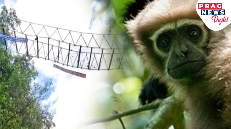 Northeast Frontier Railway installs Canopy Bridges to facilitate movement of Hoolock Gibbons in Assam