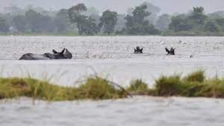 17 wild animals drown in Assam's flooded Kaziranga, 72 rescued