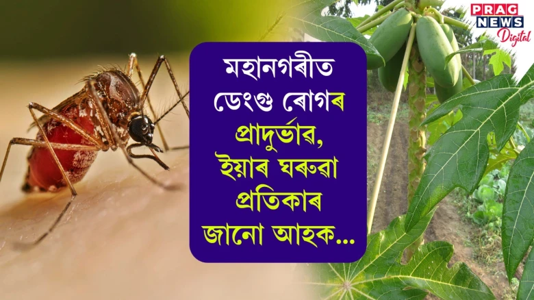 মহানগৰীত ডেংগু ৰোগৰ প্ৰাদুৰ্ভাৱ, ইয়াৰ ঘৰুৱা প্ৰতিকাৰ জানো আহক...
