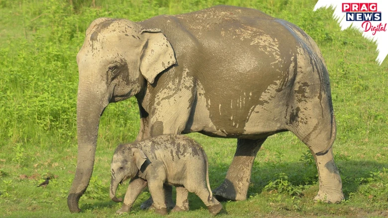 Pari Turns 1: Kaziranga’s Adorable Baby Elephant, Celebrating Her Big Day!