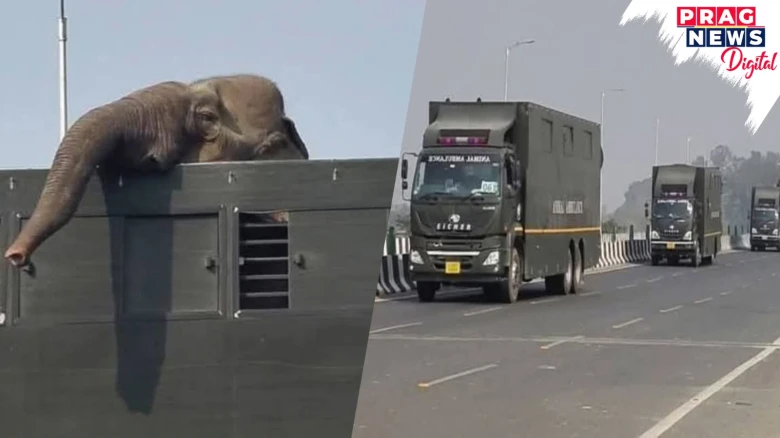 Illegal Transportation of Assam’s Elephants Sparks Protests