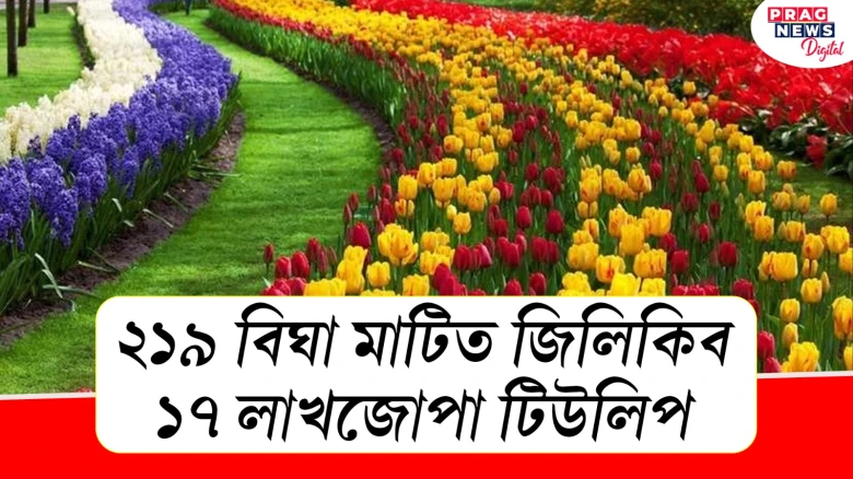 ২১৯ বিঘা মাটিত জিলিকিব ১৭ লাখজোপা টিউলিপ