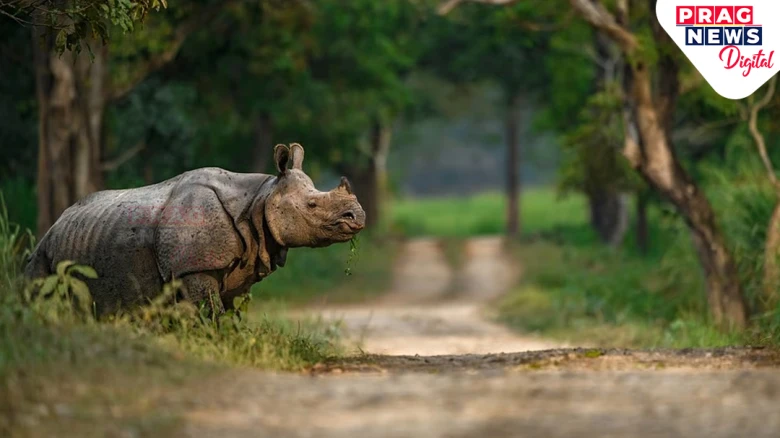 Kaziranga National Park Witnesses Record Number of Tourists in FY 2024-25