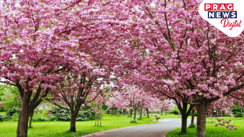 The Shillong Cherry Blossom Festival